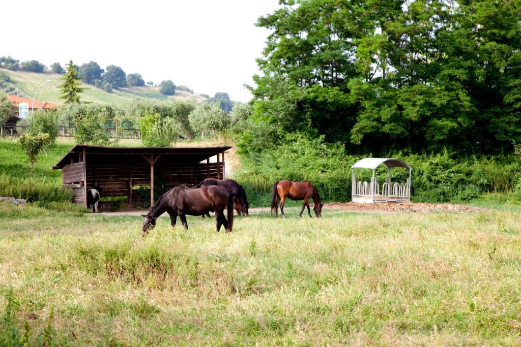 Agriturismo Villa Irelli Castellalto المظهر الخارجي الصورة